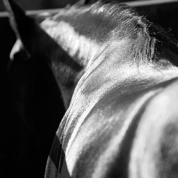 HORSE PHOTO VEL DE REIS HERITAGE