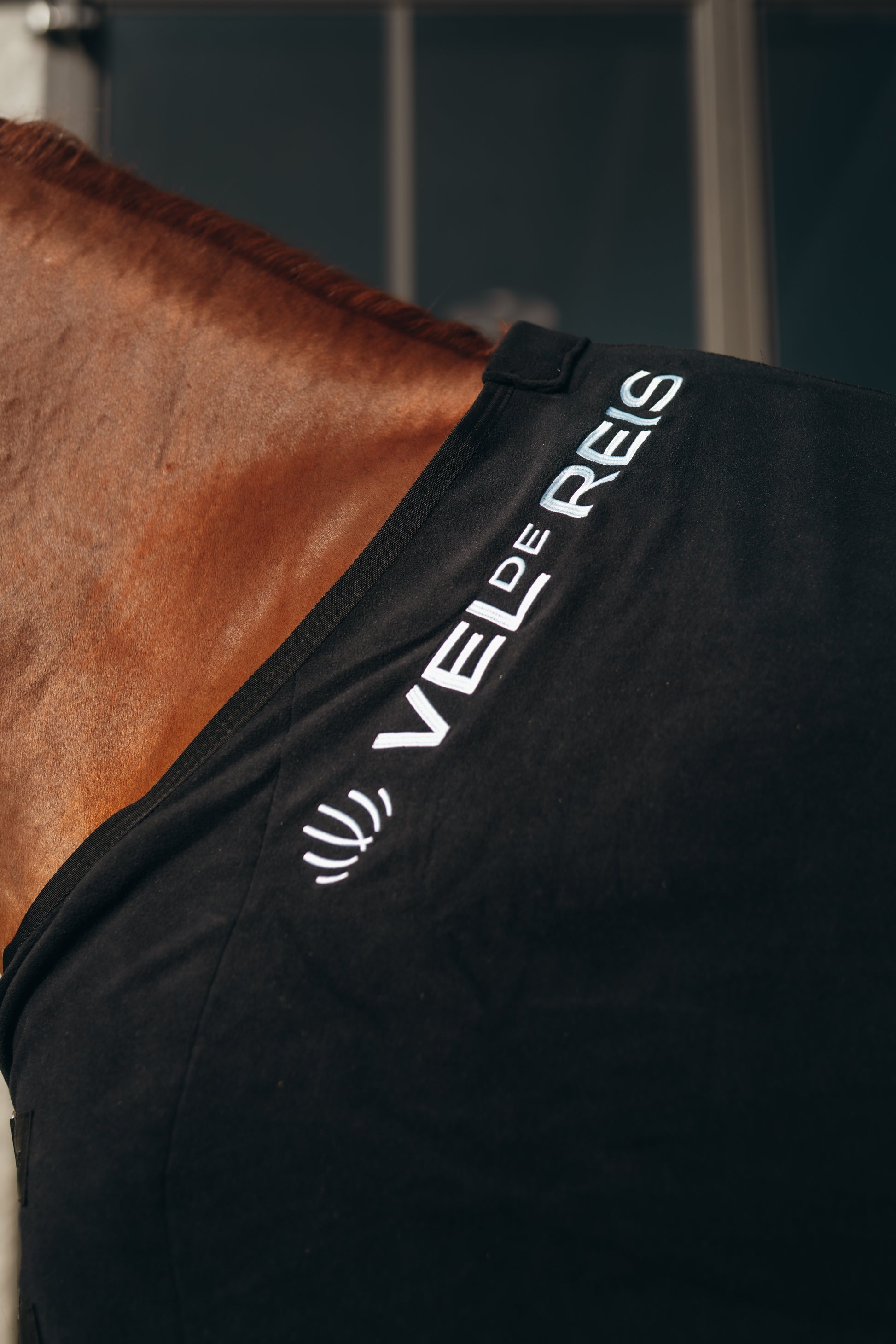 Horse wearing a black blanket with 'VELDE REIS' branding on a dark background